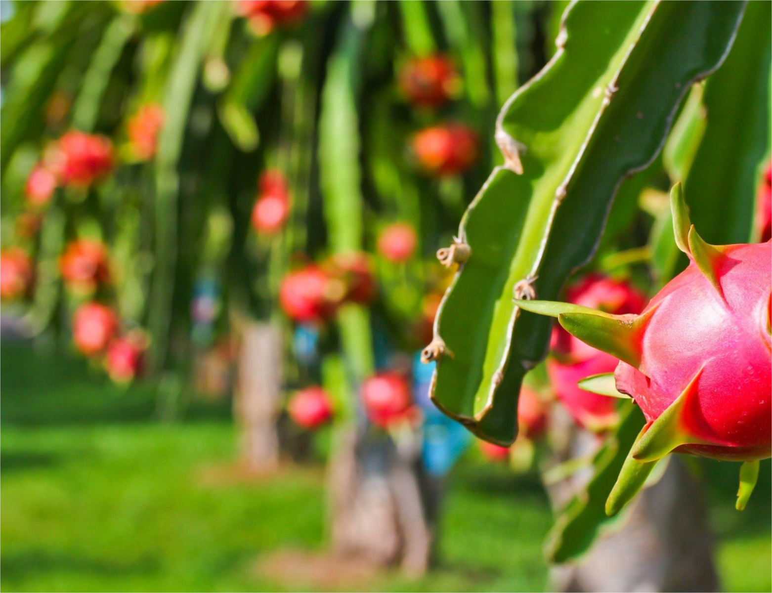 Dragon Fruit - Vinh Kim Village, Tien Giang